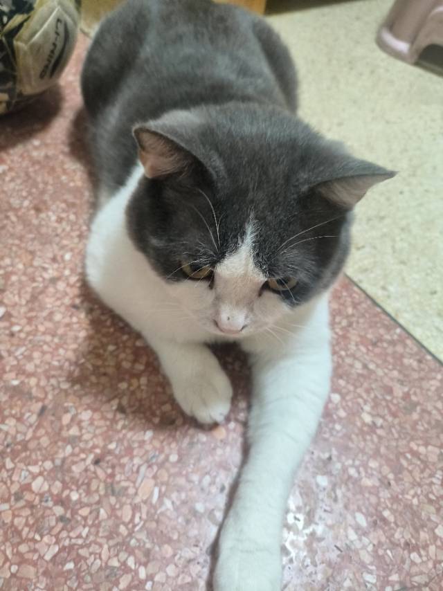 汤圆