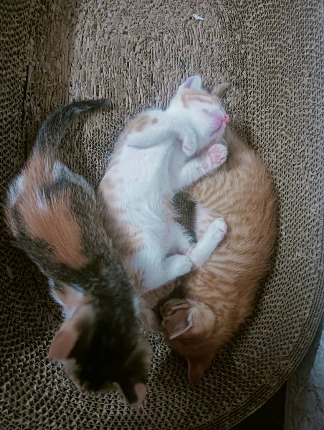 彩狸三花橘猫