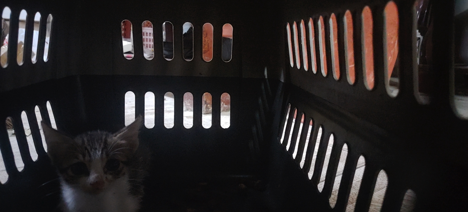 宠物猫