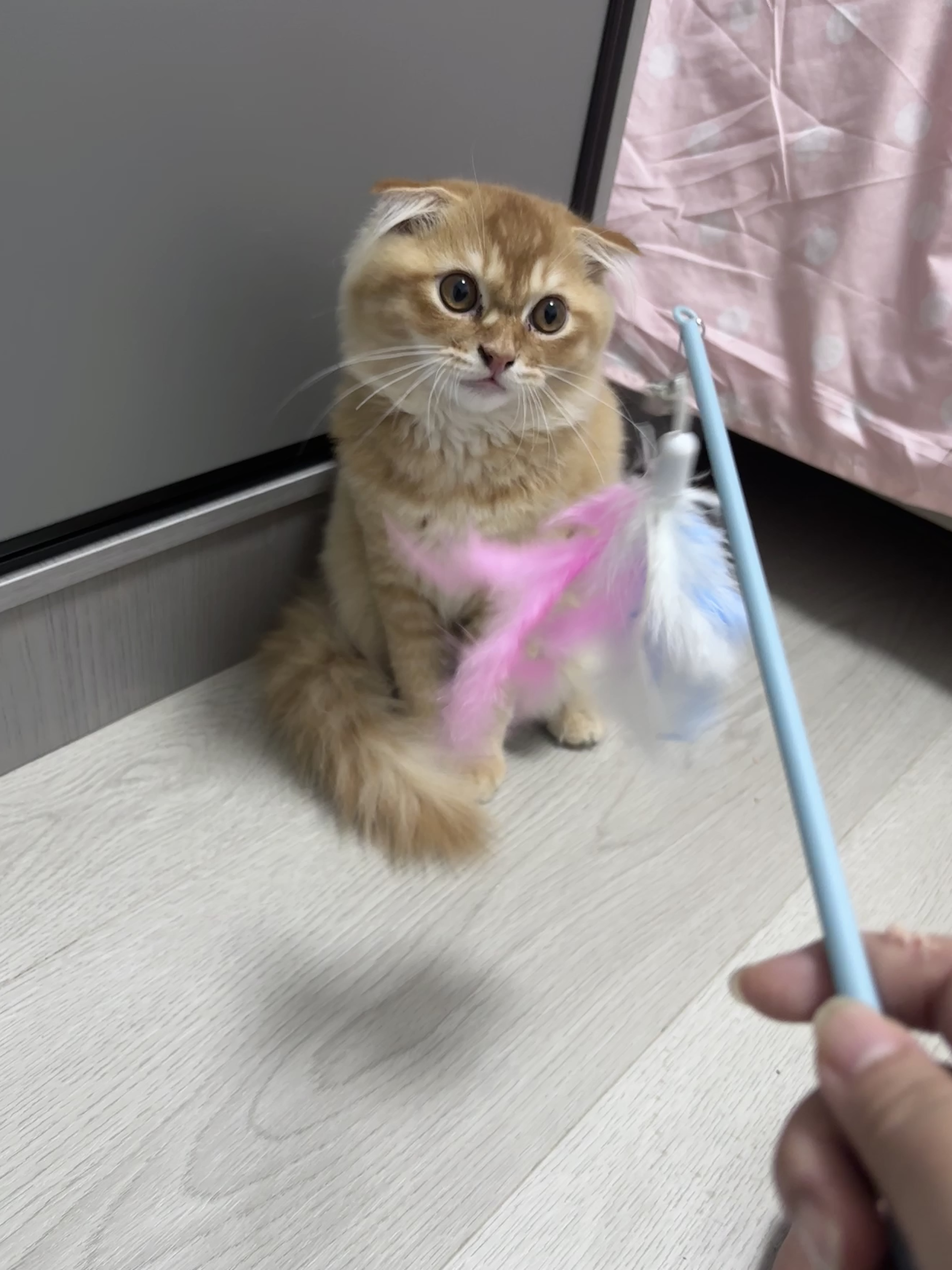 小橘
