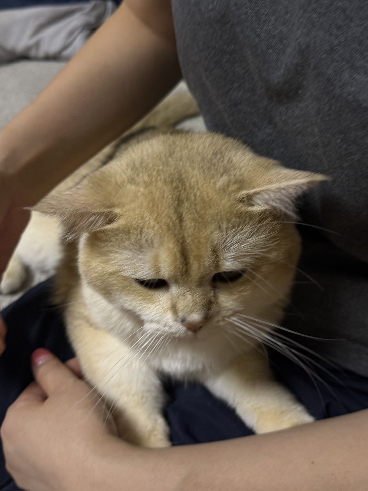 豆豆