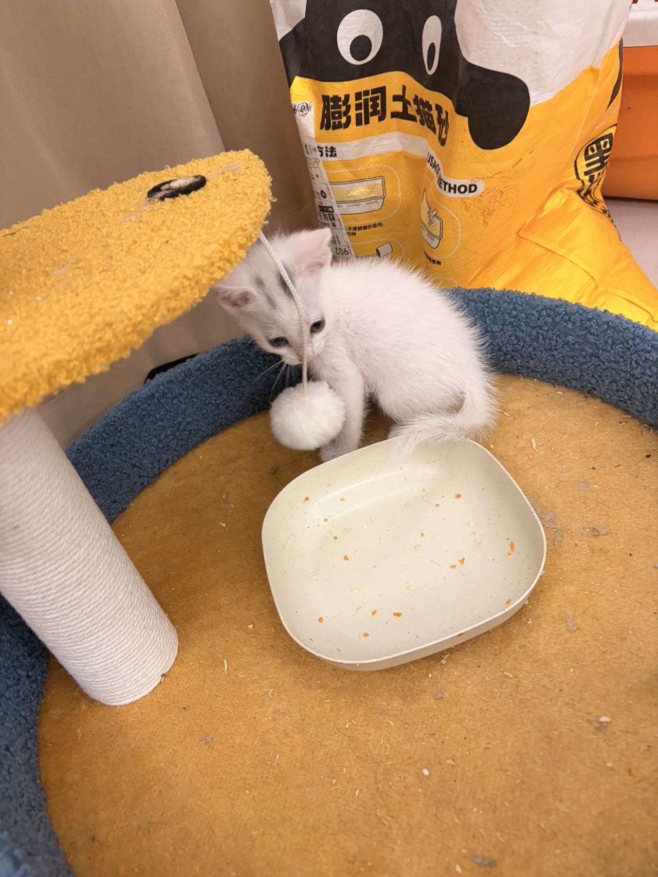小猫