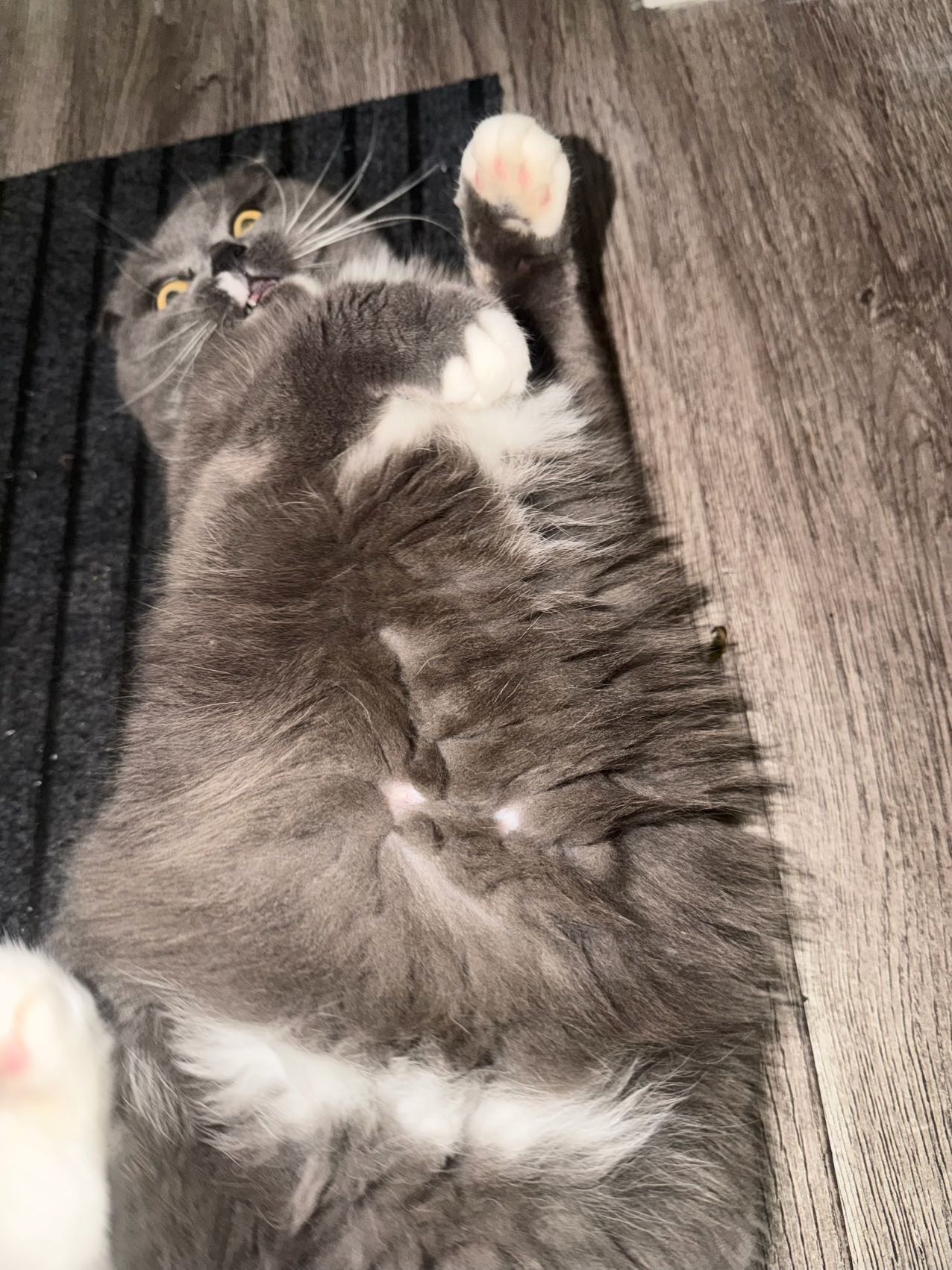 猫咪
