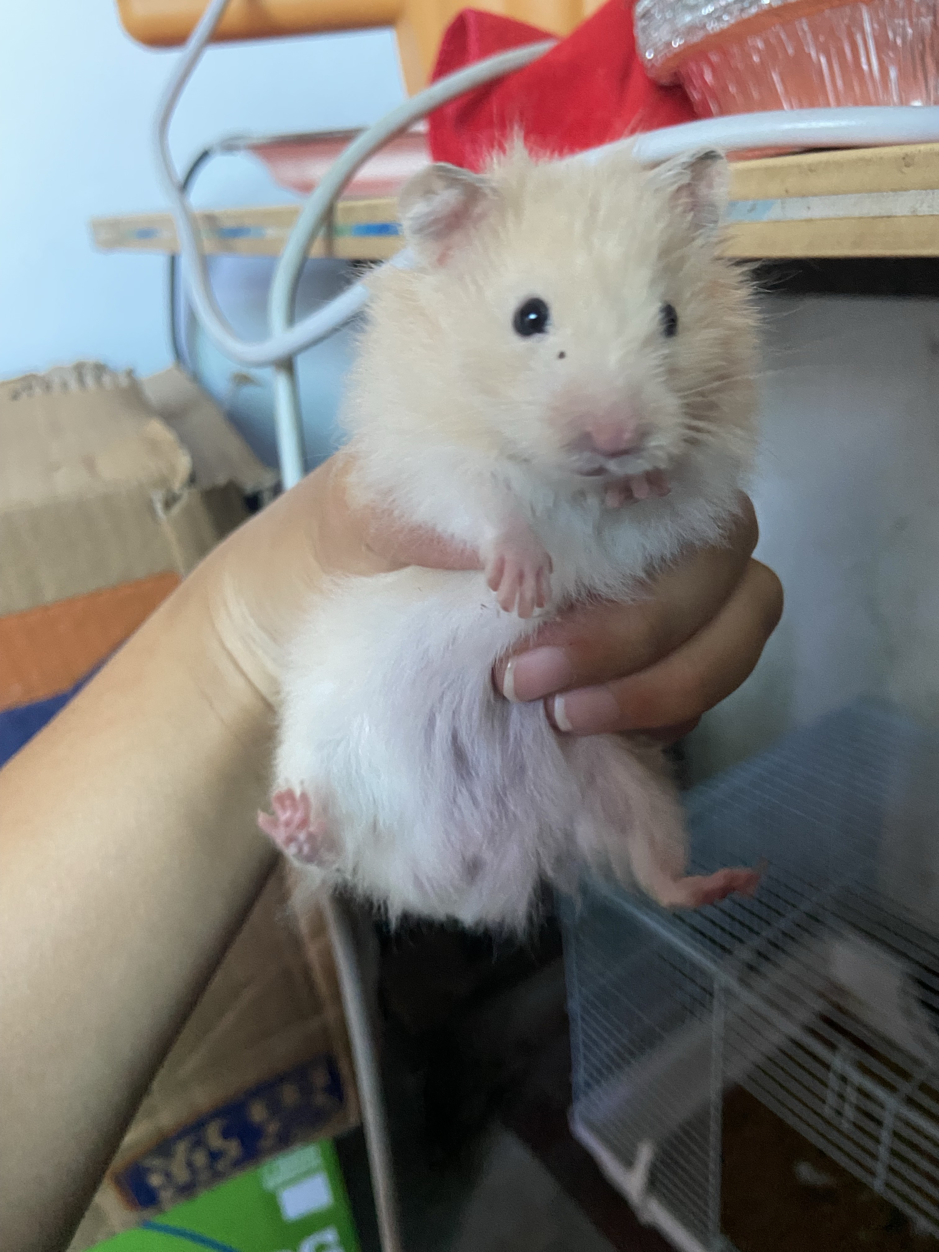 仓鼠