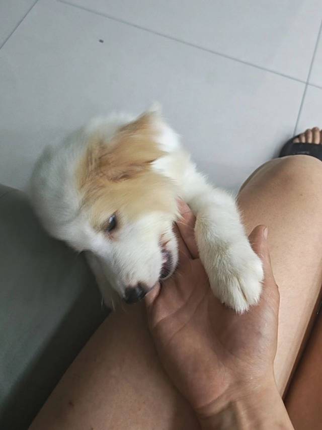 边牧