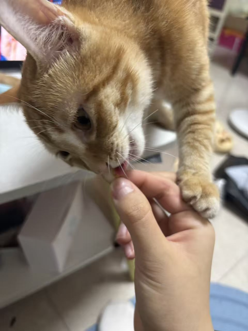 虫虫