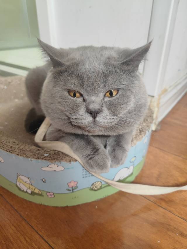 山东省枣庄市薛城区蓝猫韭菜领养图片
