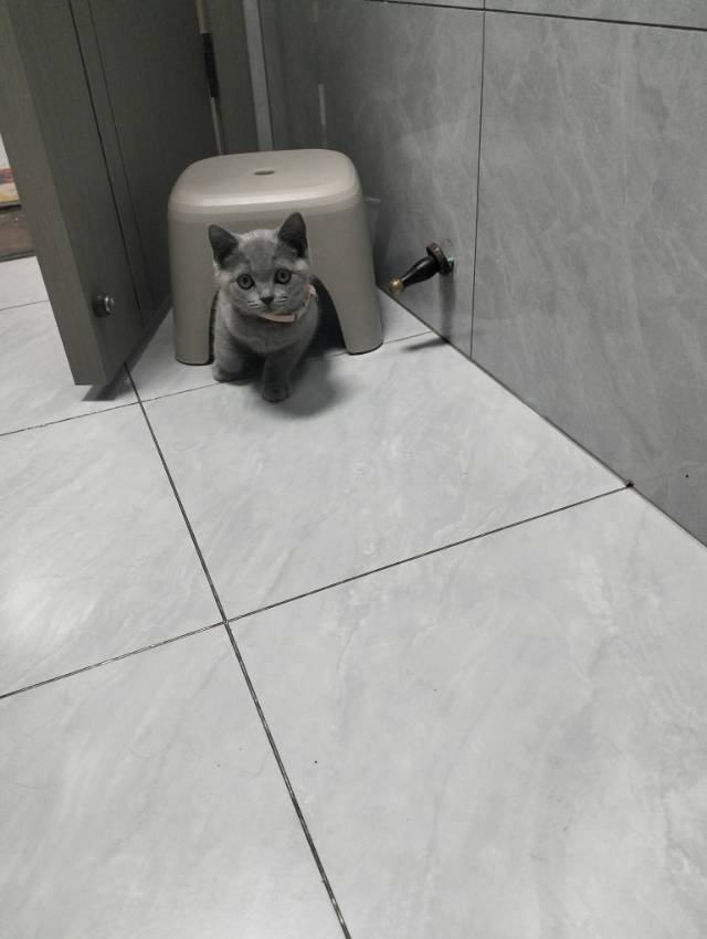 浙江省嘉兴市南湖区蓝猫宠物领养图片